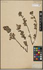 Foto von Salix aurita L.